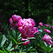 Pink peonies