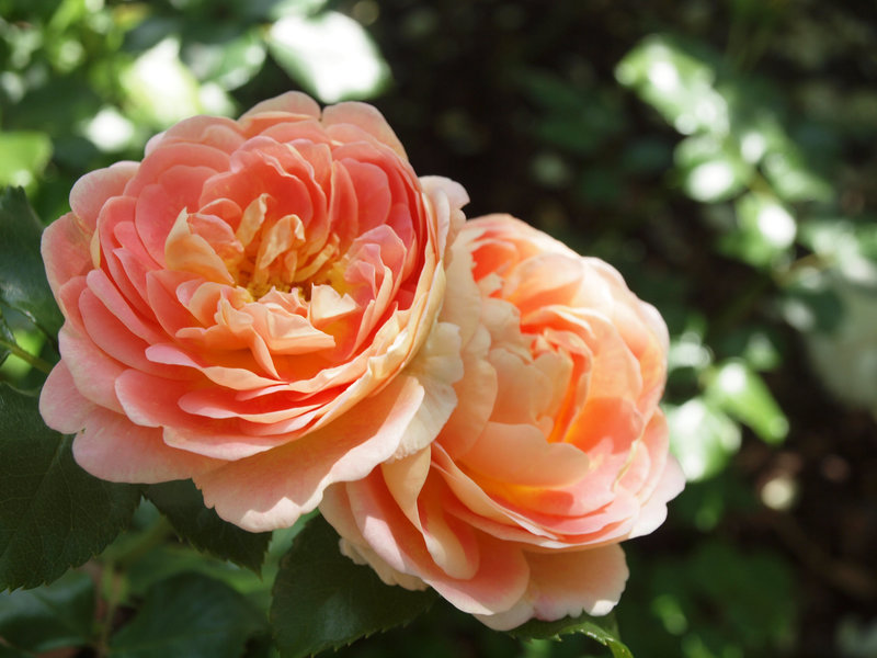 Abraham Darby