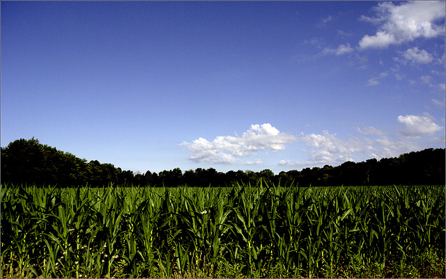 Benton Road Sky