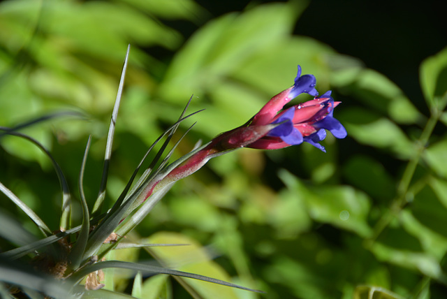 fleur fille de l'air