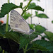 Checkered White butterfly (Pontia protodice)