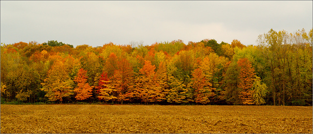 Boyer Road Color