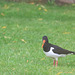 The Oyster Catchers are back to raise a new family  for the fourteenth year running