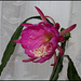 Epicactus hybride (4)