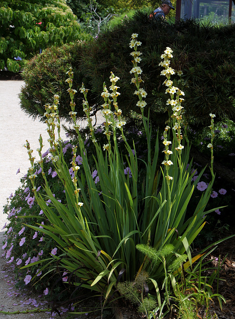 Sisyrinchium striatum