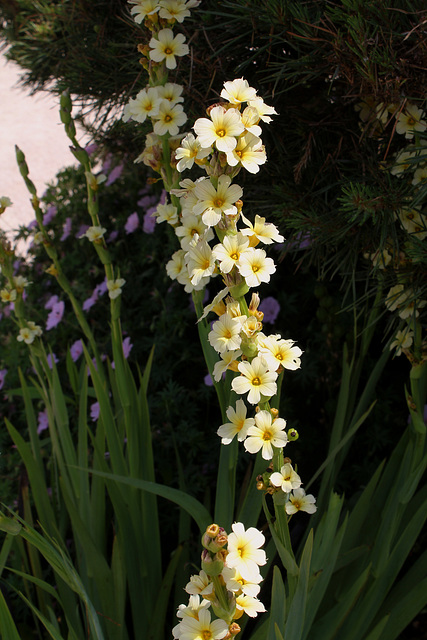 Sisyrinchium striatum (2)