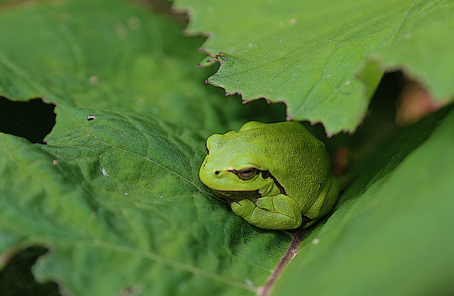 Une petite grenouille verte qui voulait jouer à cache-cache avec moi .