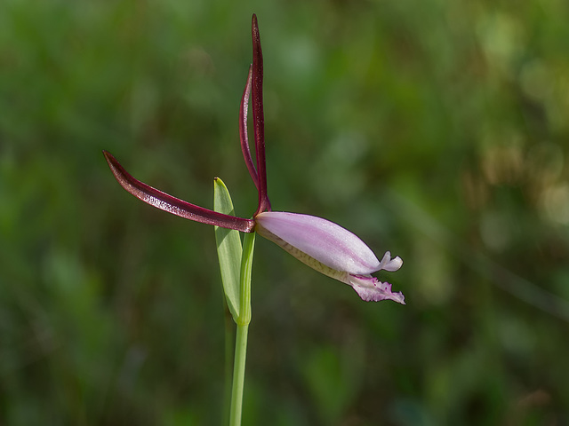 Cleistesiopsis divaricata (Large Rosebud orchid)