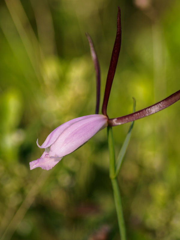 Cleistesiopsis divaricata (Large Rosebud orchid)
