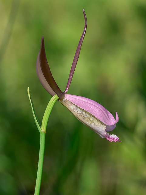 Cleistesiopsis divaricata (Large Rosebud orchid)