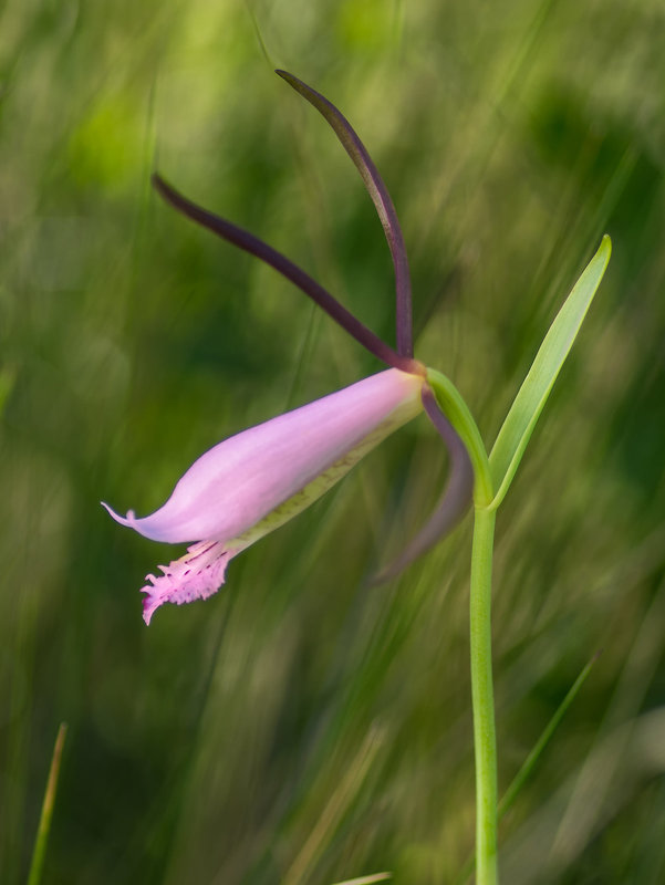 Cleistesiopsis divaricata (Large Rosebud orchid)