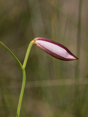 Cleistesiopsis divaricata (Large Rosebud orchid)