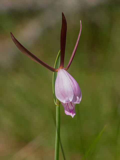 Cleistesiopsis divaricata (Large Rosebud orchid)