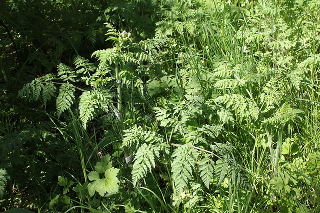 Anthrisque des bois (2)
