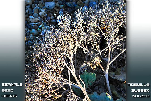 Seakale seed heads - Tidemills - 19.11.2013