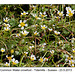 Common Water-crowfoot - Tidemills - 23.5.2013