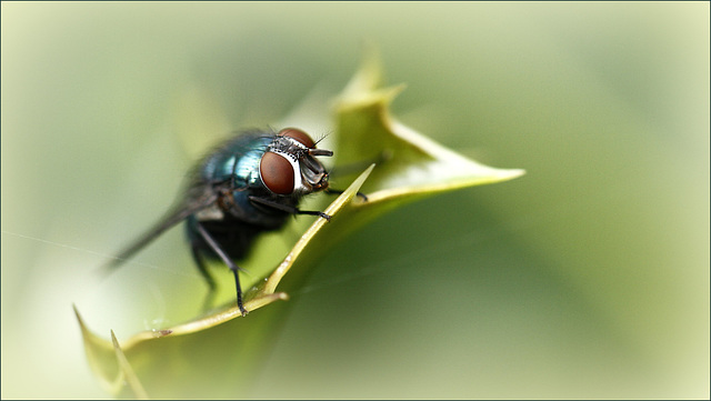 Tête de mouche