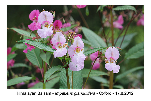 Himalayan Balsam - Osney - Oxford - 17.8.2012