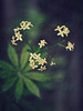 sweet woodruff