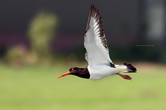 Oystercatcher / Scholekster (Haematopus ostralegus)