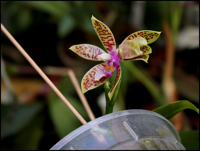 Phalaenopsis corningiana