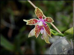 Phalaenopsis corningiana (3)