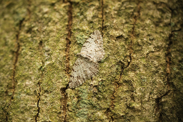 Grey Birch Moth