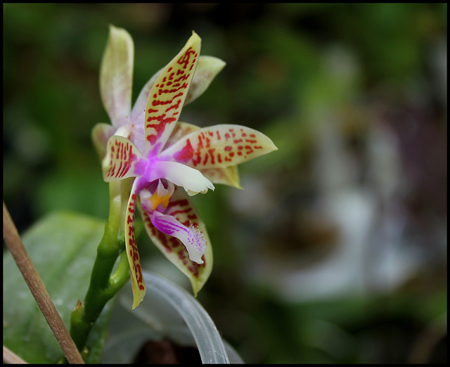 Phalaenopsis corningiana