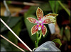 Phalaenopsis corningiana (6)