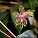 Phalaenopsis corningiana (6)