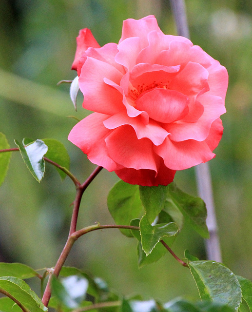 Duftende Rose