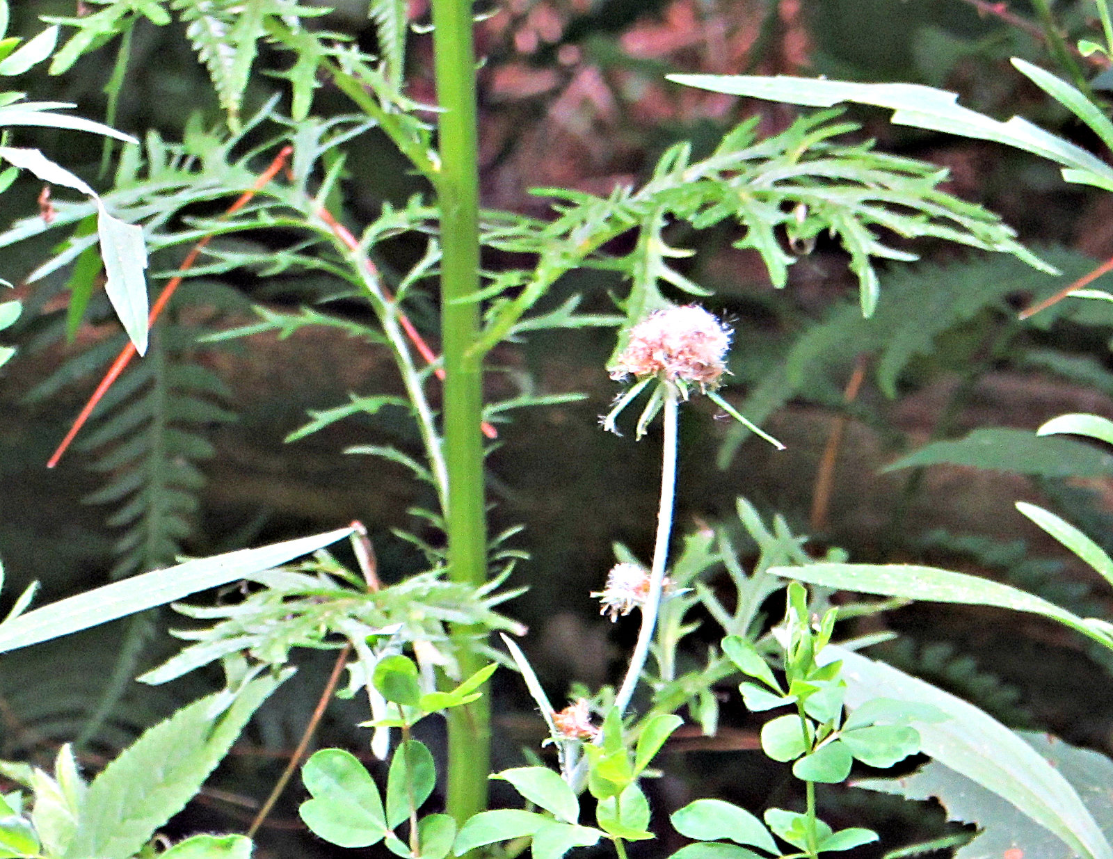 Forest Flora Variety