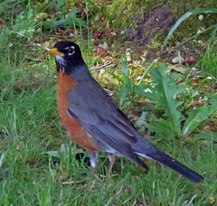 American Robin