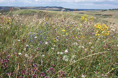 Wild flowers on the Downs