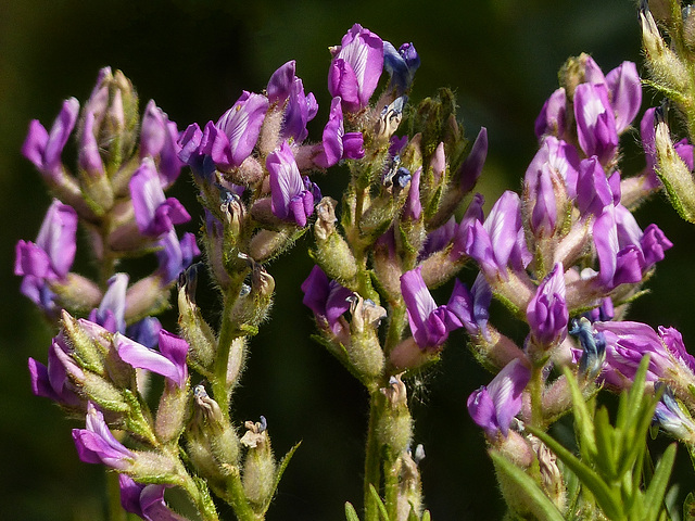 Sticky Locoweed / Oxytropis borealis var. viscida