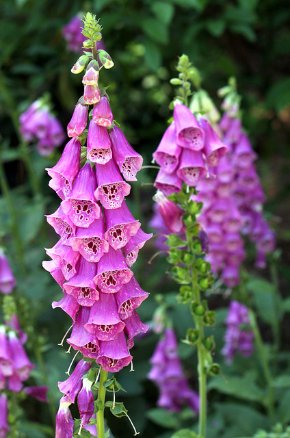 Foxglove