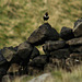 Ring Ouzel