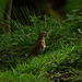 SongThrush