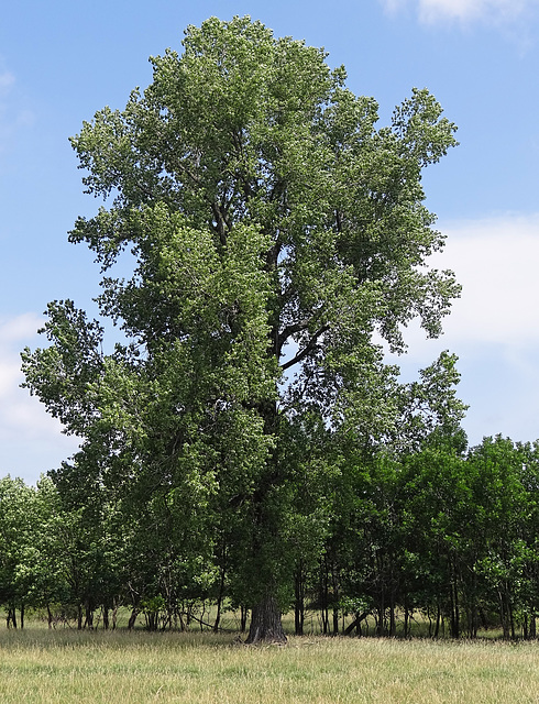 Her Summer Dress 18-6-2014  This Beautiful Tree