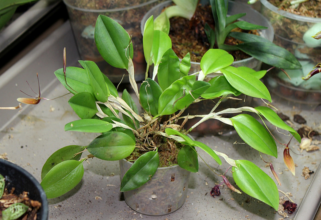 Restrepia trichoglossa (2)