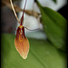 Restrepia trichoglossa (5)