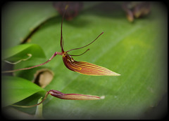 Restrepia trichoglossa (3)