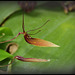 Restrepia trichoglossa (3)