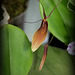 Restrepia trichoglossa (6)