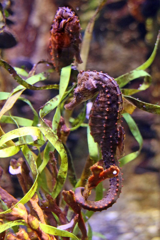 Lined Sea Horse