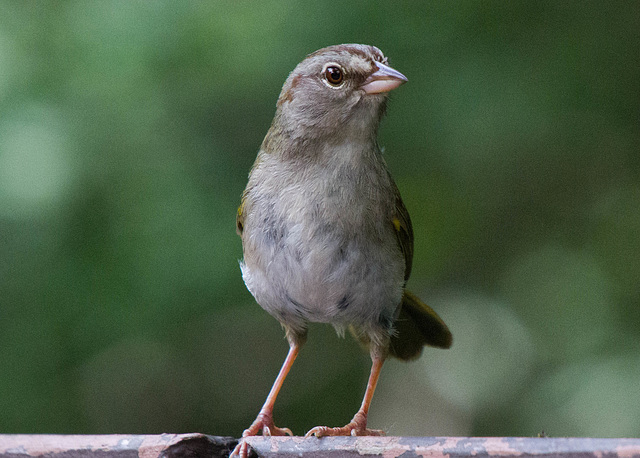 Olive Sparrow