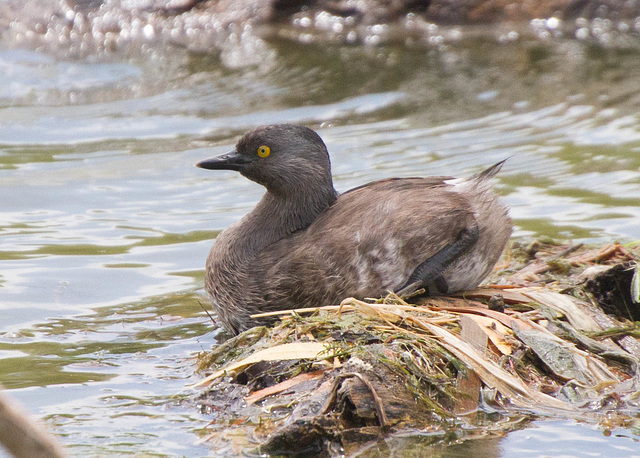 Least Grebe