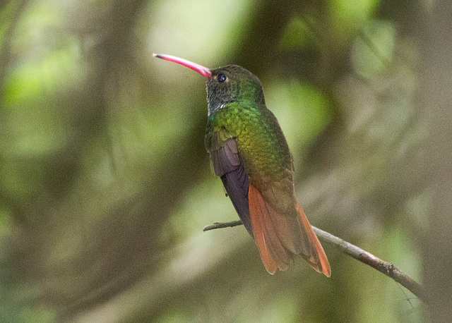 Buff-Bellied Hummingbird