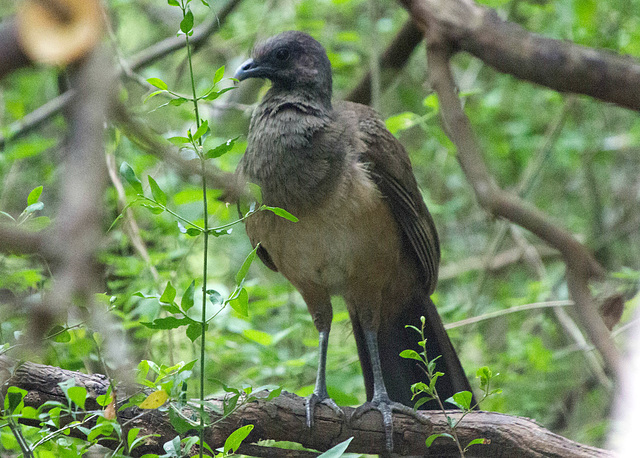 Plain Chachalaca