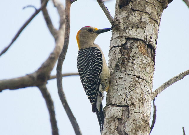 Golden-Fronted Woodpecker